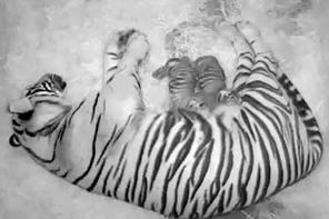 Illustration for article titled Adorable Baby Tigers Will Have Swim Test on Wednesday you can watch them on Tigercam now